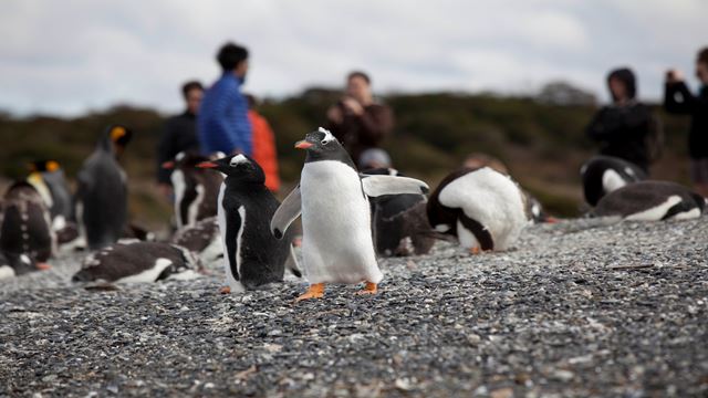 Caminata Con Pinguinos En Isla Martillo
