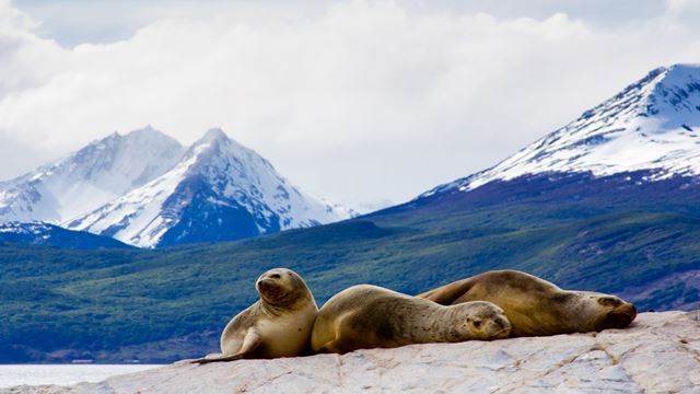 Navegação Até A Ilha Martillo Penguinore