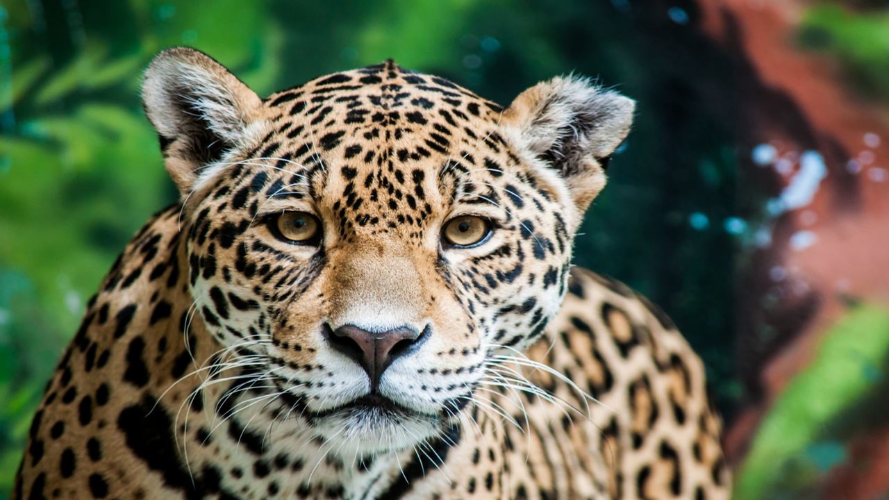 Porto Jofre Package - Jaguar Safari