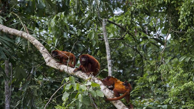 Viaje A La Selva Del Manu