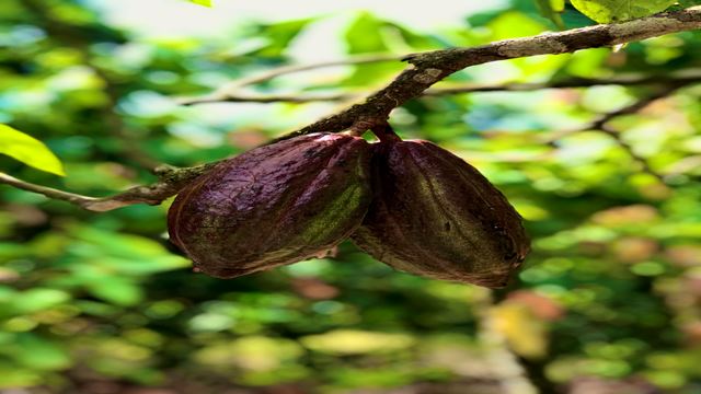 Trip To The Vila Rosa Cocoa Farm