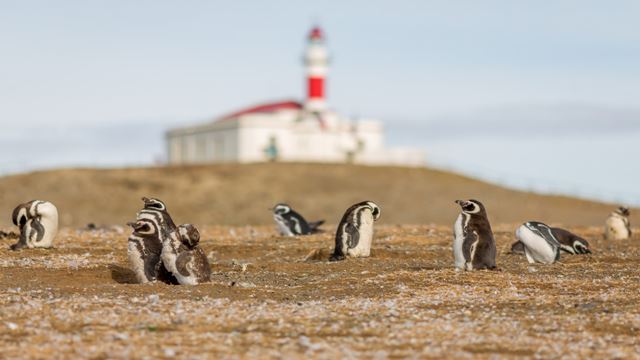 Australisches Patagonia-Paket