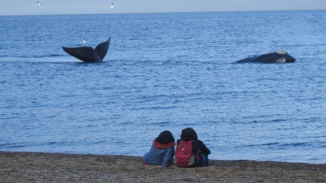 Unmissable Valdes Peninsula