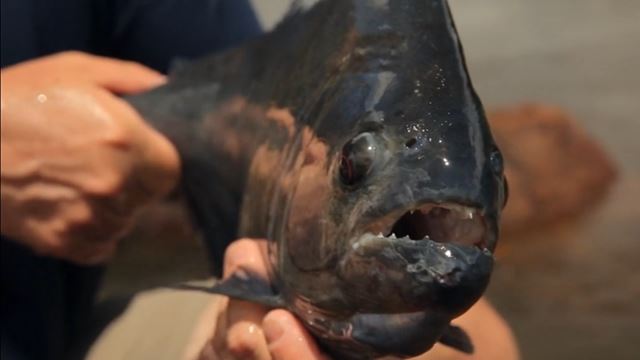 Piranha Pêchant Dans L`Amazone