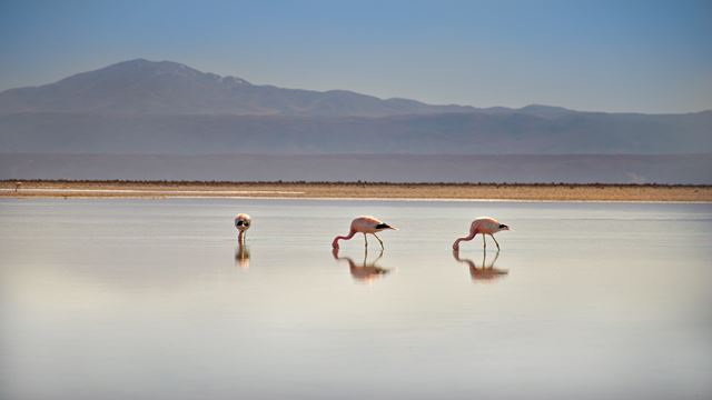 Ganzer Tag Piedras Rojas + Altiplanische Lagunen Miscanti Und Miñiques + Laguna Chaxa + Salar De Atacama