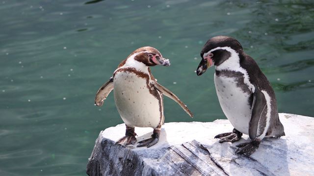 Pingüinos & Península Valdés