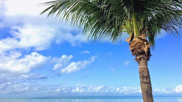 Praia Do Forte Et Plage De Guarajuba Dans La Journée