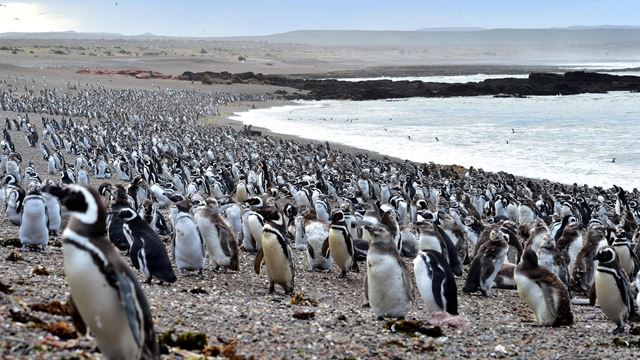 Punta Tombo With Watching Of Penguins And Doninas