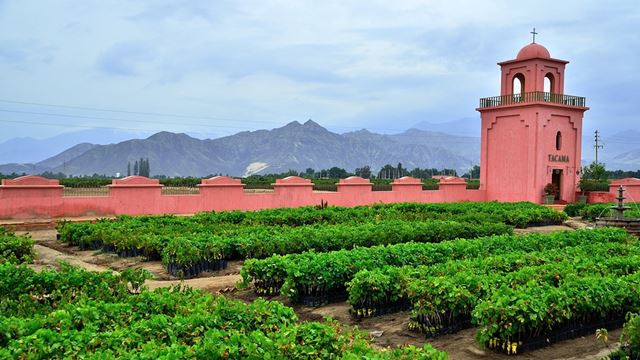 Rota Das Vinícolas E Vinhas De Pisco