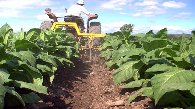 Ruta Del Tabaco