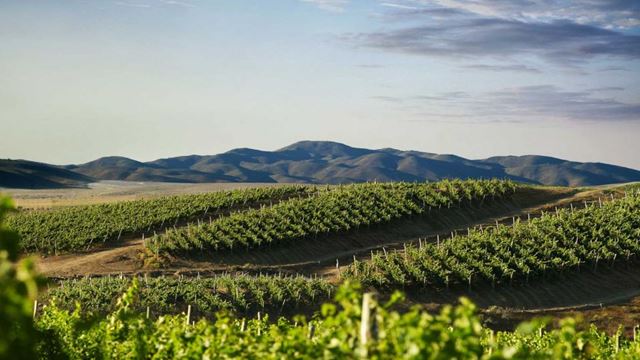 Ruta Del Vino En El Valle Del Limari