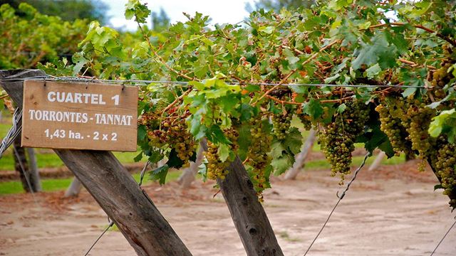 Ruta Del Vino