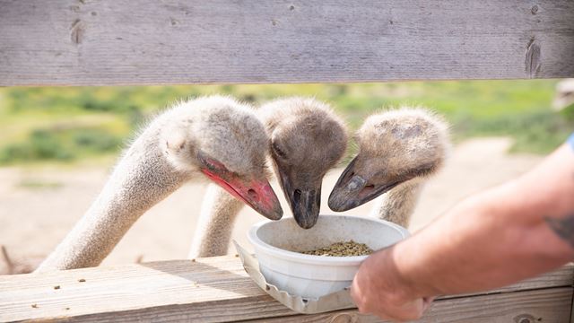 Tour To Gondava Park And Ostrich Farm