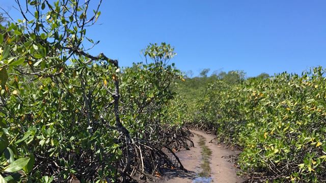 Trilha Jeribucaçu E Cachoeira Da Usina