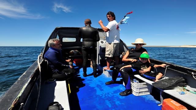 Snorkeling Con Lobos Marinos