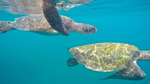 Snorkeling Et Baleines - Parc National De Machalilla