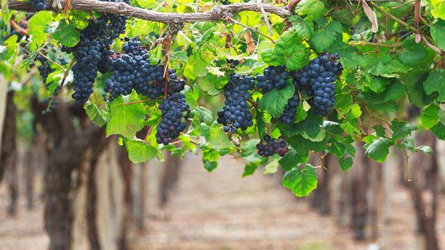 Tour De Vinos Orgánicos Y Biodinámicos