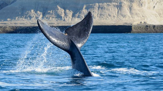 Whale Watching Tour