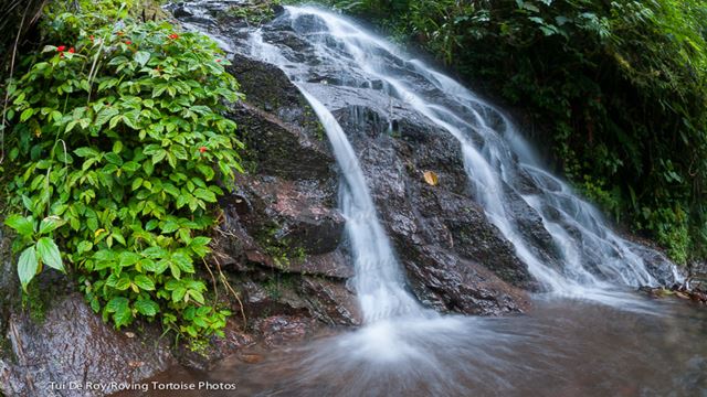 Tour Bellavista Cloud Forest 2 Days Superior