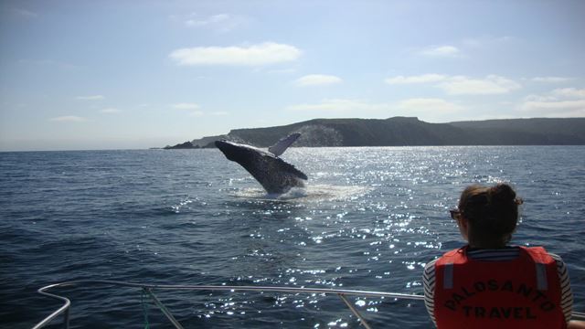 Tour Buceo Isla De La Plata Y Ballenas