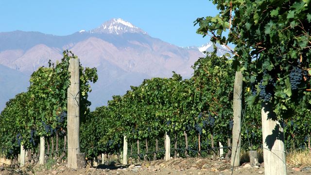 Wein-Tour In Mendoza Geschmack Und Tradition