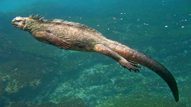 Tour Hopping Na Ilha De Galapagos - Baixo Custo 6 Dias