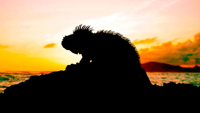 Tour De L`Île De Galapagos - 8 Jours