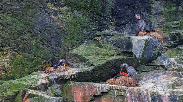 Tour De L`Île Damas Et Observation Des Pingouins