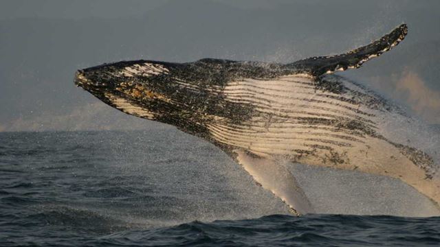 La Plata Island And Whale Watching Tour