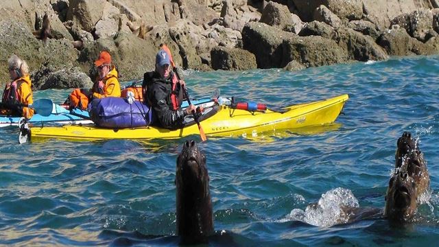 Kayak Tour With Sea Lions