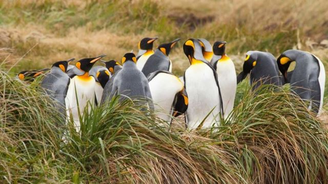 Parque King Penguin De Dia Inteiro Na Terra Do Fogo