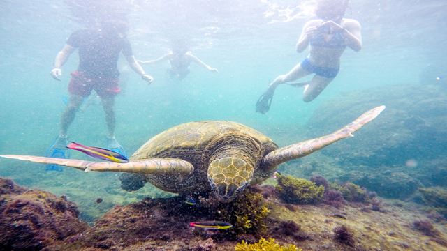 Tour Rapide De Quito Et Des Îles Galapagos