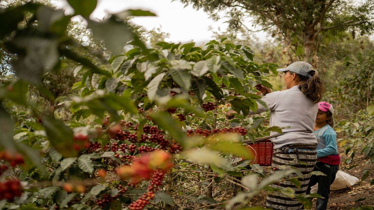 Tour Tradicional De Café