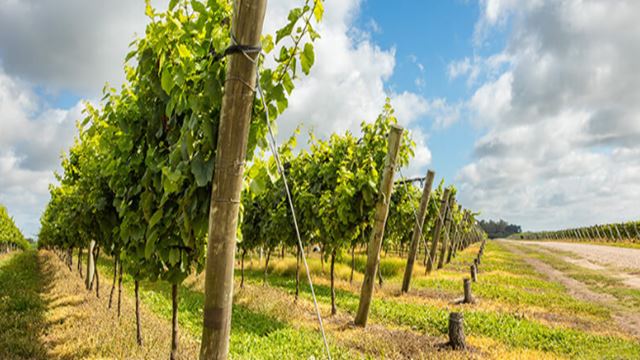 Visite Et Dégustation À La Bodega Trapiche