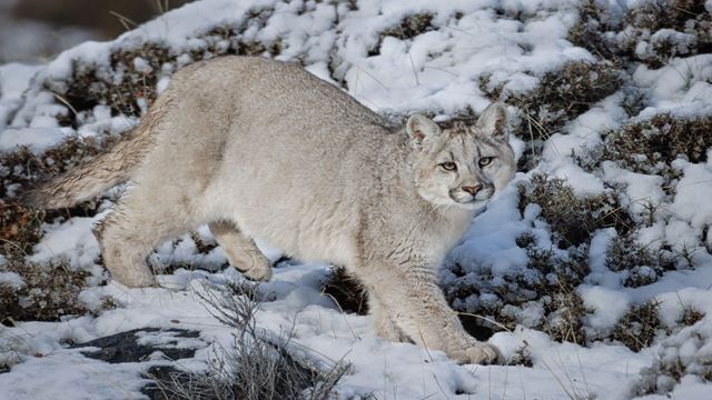 Pumas Watching