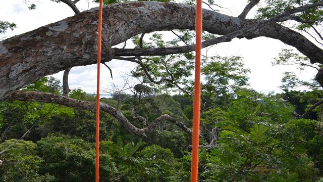 Escalade Dans Les Arbres En Amazonie
