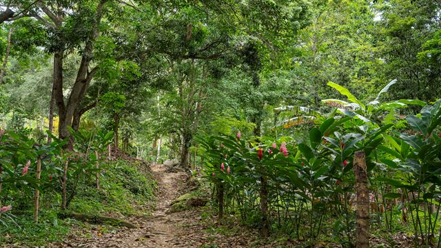 Trekking Don Diego Tayronaka