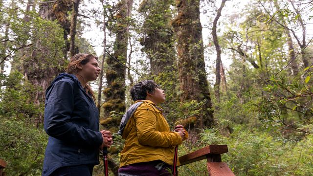 Trek Alerce Coastal National Park Ancestral Forests
