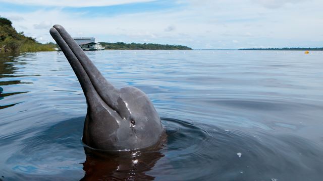 Ein Tag Mit Delphins Der Amazon