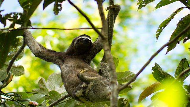 Viagem A Pacaya Samiria Amazon Lodge