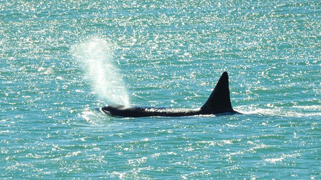 Vigilia De Orcas En Puerto Madryn