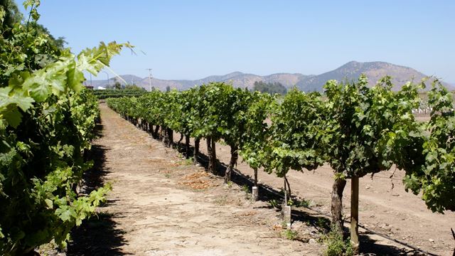 Besuch In Viña Concha Y Toro