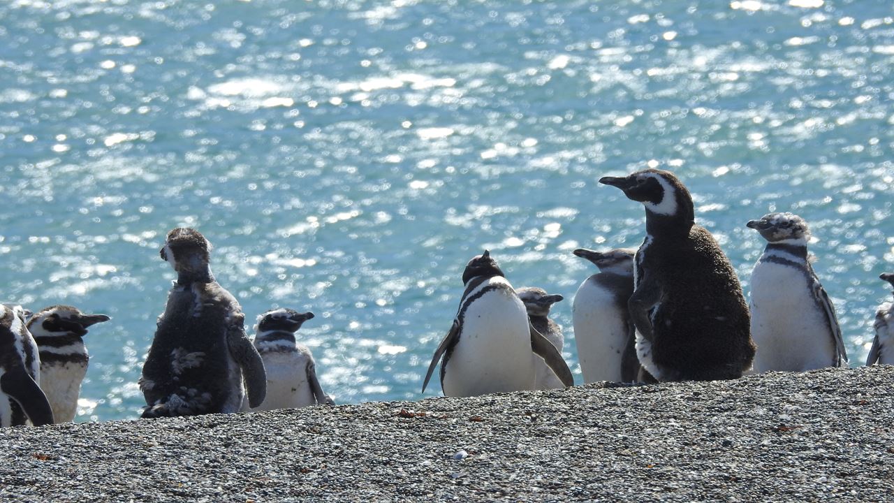 Vineyards And Penguins