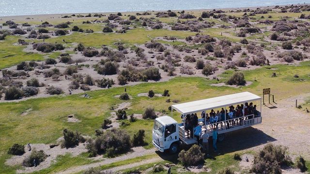 Pingüinos En La Estancia San Lorenzo En Península Valdés