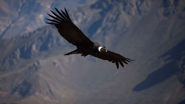 Visite Du Canyon De Colca