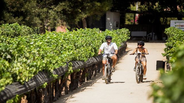 Visitez Le Vignoble Viu Manent Avec Dégustation De Vin