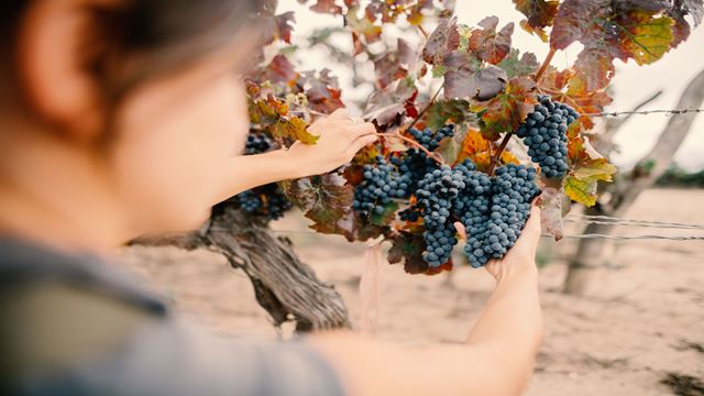 Besichtigung Und Weinverkostung In Der Weinkellerei El Esteco