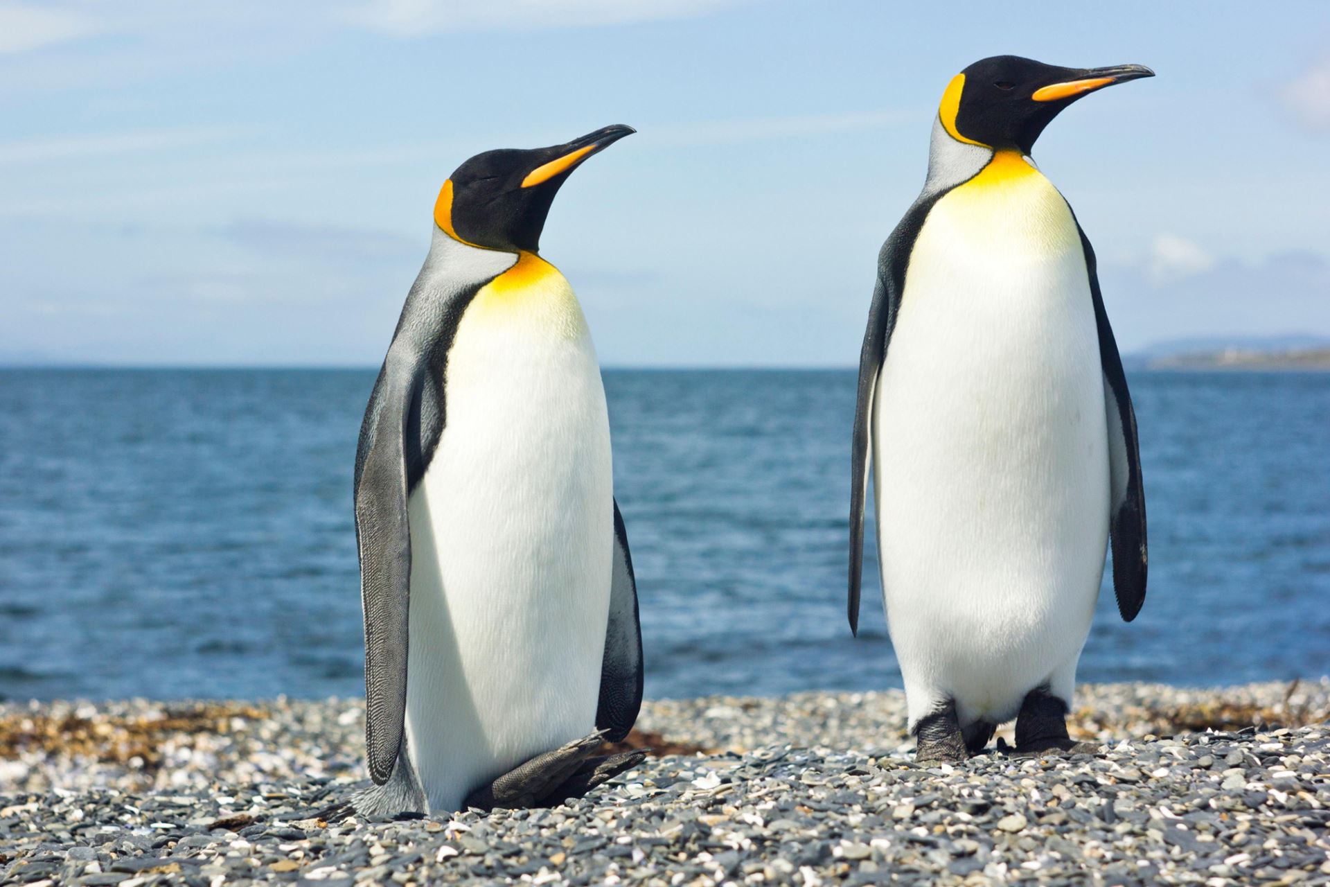 Os 9 Melhores Lugares Para Ver Os Pinguins Na Argentina